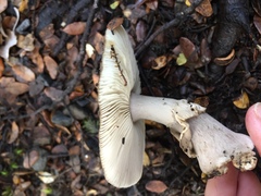 Amanita nothofagi
