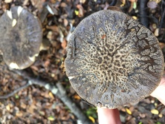 Amanita nothofagi