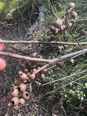 Eucalyptus piperita