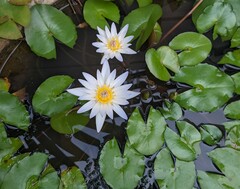 Nymphaea elegans