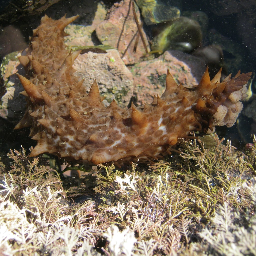 Australasian Brown Sea Cucumber