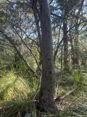 Eucalyptus piperita