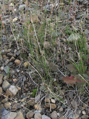 Equisetum ramosissimum