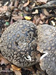 Amanita nothofagi