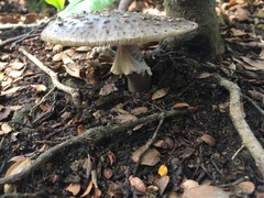 Amanita nothofagi