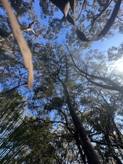 Eucalyptus piperita