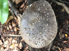 Amanita nothofagi