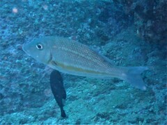 Lethrinus obsoletus