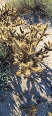 Cylindropuntia fulgida