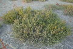 Halocnemum strobilaceum