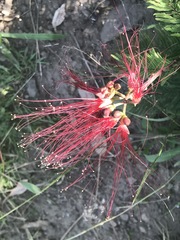 Calliandra houstoniana