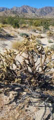 Cylindropuntia fulgida