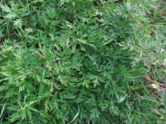Artemisia verlotiorum