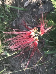 Calliandra houstoniana