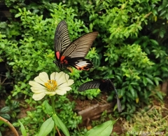 Papilio memnon agenor