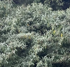 Buddleja cordata