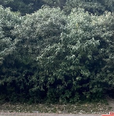Buddleja cordata