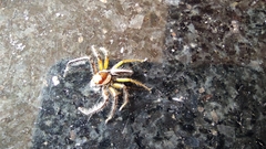 Telamonia