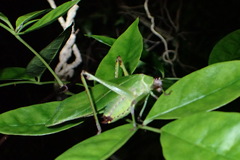 Ephippitytha kuranda