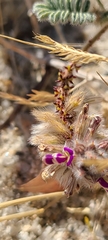 Dalea mollissima