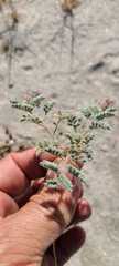 Dalea mollissima