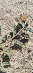 Dalea mollissima