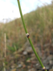 Equisetum ramosissimum