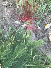 Calliandra houstoniana