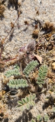Dalea mollissima