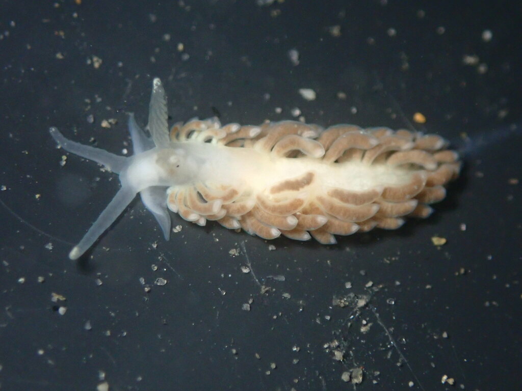 Colorful Aeolid