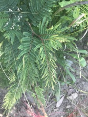 Calliandra houstoniana