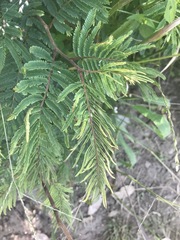 Calliandra houstoniana