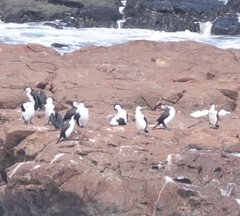 Phalacrocorax fuscescens