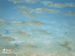 Crenimugil crenilabis