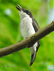 Hemipus hirundinaceus