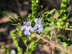 Prostanthera behriana