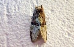 Antithemerastis acrobela