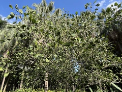 Ficus krishnae