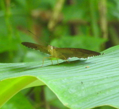 Tanaecia iapis