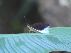 Tanaecia iapis