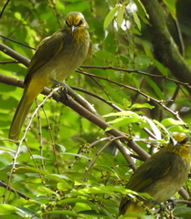 Pycnonotus finlaysoni