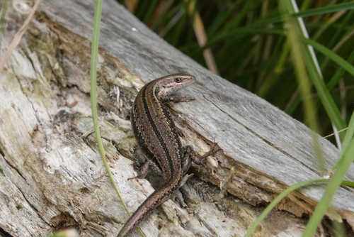 Entrecasteaux's Skink, Pseudemoia entrecasteauxii