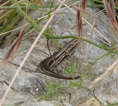 Eugongylinae