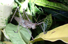 Phricta spinosa