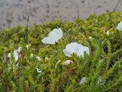 Linum monogynum