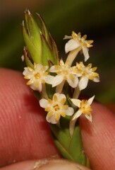 Struthiola