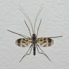 Macrocera decorosa