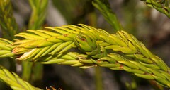 Struthiola