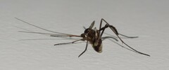 Macrocera decorosa