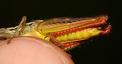Acridoidea